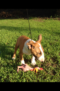 Bull Terrier Puppy