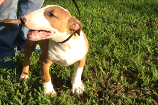 Bull Terrier Puppy