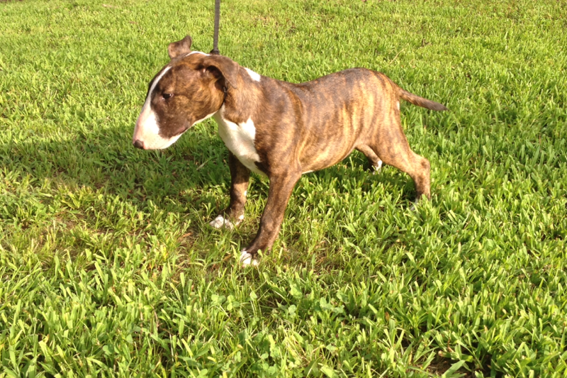 Bull Terrier Puppy
