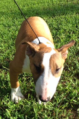 Bull Terrier Puppy