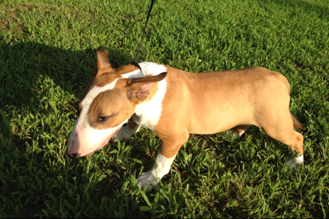 Bull Terrier Puppy