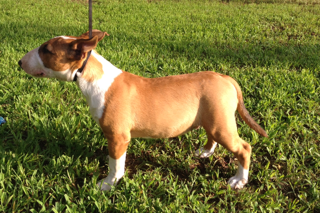 Bull Terrier Puppy