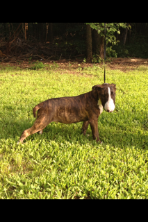 Bull Terrier Puppy