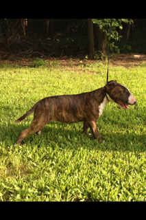 Bull Terrier Puppy