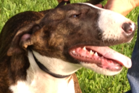 Bull Terrier Puppy