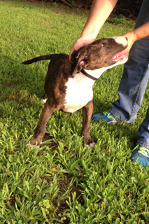 Bull Terrier Puppy