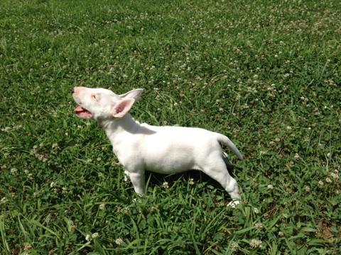 Bull Terrier Puppy