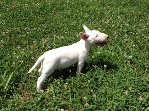 Bull Terrier Puppy