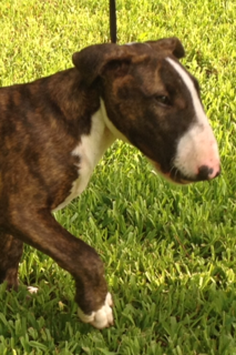 Bull Terrier Puppy