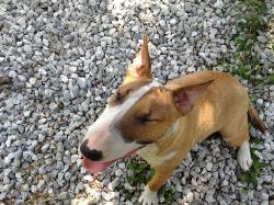 Red Hot Icicle-Bull Terrier