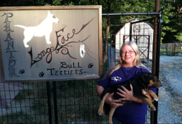Phantom Long Face Bull Terriers
