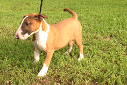 Bull Terrier Puppy