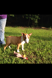 Bull Terrier Puppy