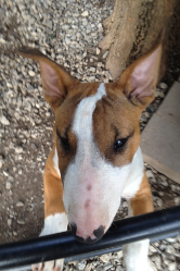 Bull Terrier Puppy