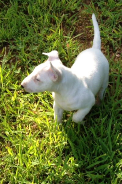 Bull Terrier Puppy