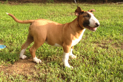 Bull Terrier Puppy