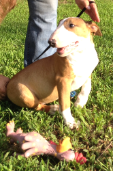 Bull Terrier Puppy