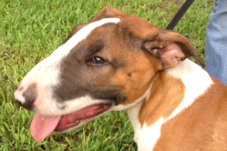 Bull Terrier Puppy