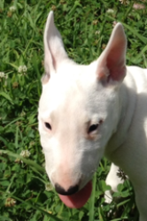 Bull Terrier Puppy