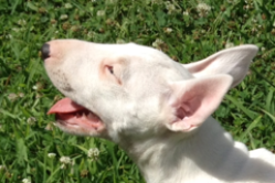Bull Terrier Puppy