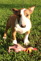 Bull Terrier Puppy