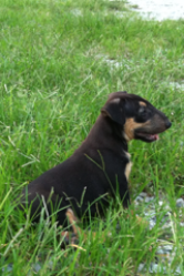 Rufus Black