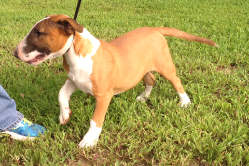 Bull Terrier Puppy