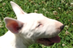 Bull Terrier Puppy