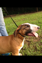 Bull Terrier Puppy
