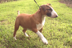 Bull Terrier Puppy
