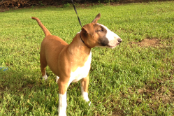Bull Terrier Puppy