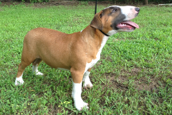 Bull Terrier Puppy