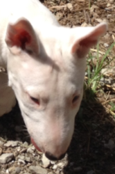 Bull Terrier Puppy