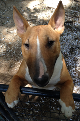 Miss Rufus Phantom Long Face