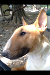Miss Rufus Phantom Long Face