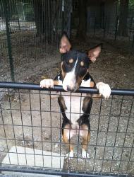 Babe the Bull Terrier