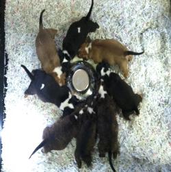 Bullterrier feeding time